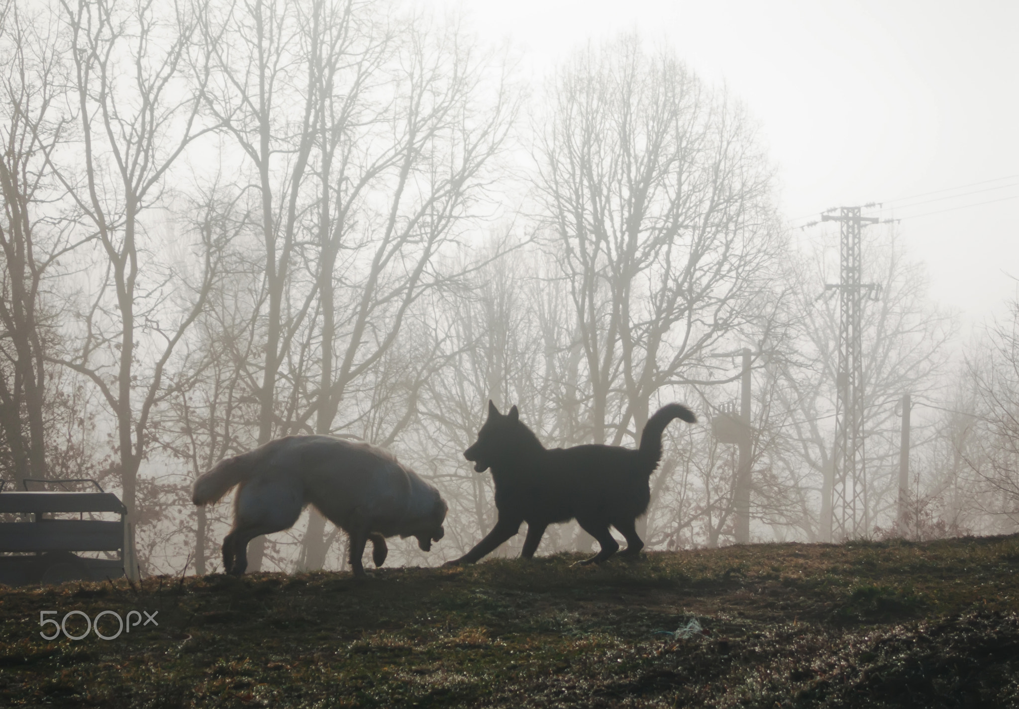 Two dogs playing in the mist at sunrise