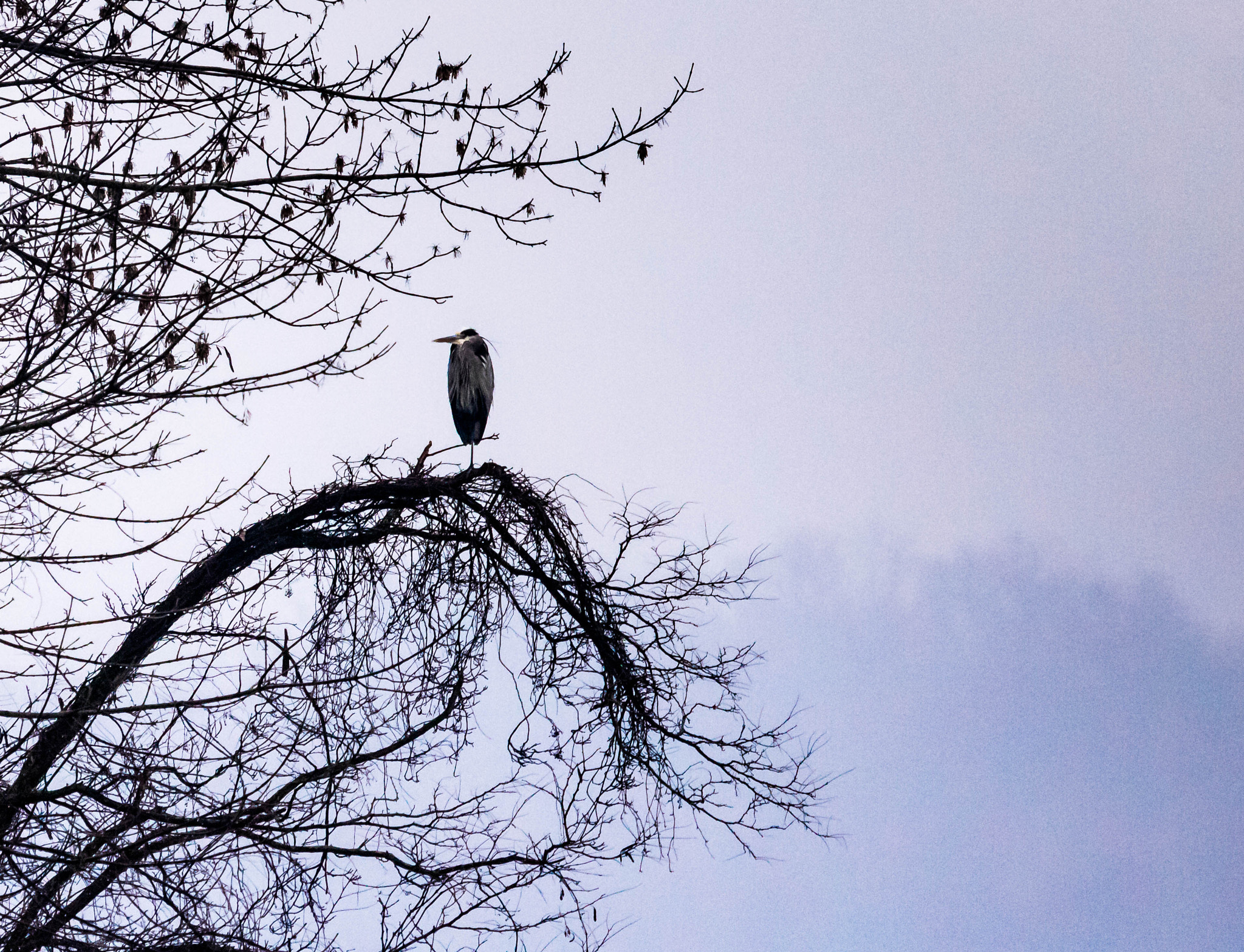 Canon EF 100-400mm F4.5-5.6L IS USM sample photo. Waiting for the fog to lift photography