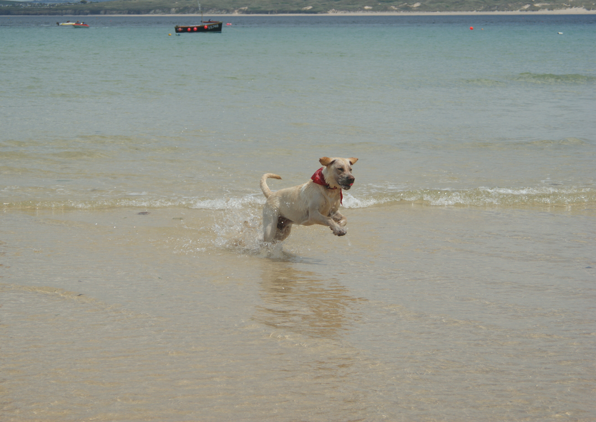 Sony Alpha DSLR-A350 + Minolta AF 35-80mm F4-5.6 sample photo. Dog with the bandana, st ives, cornwall, england. photography