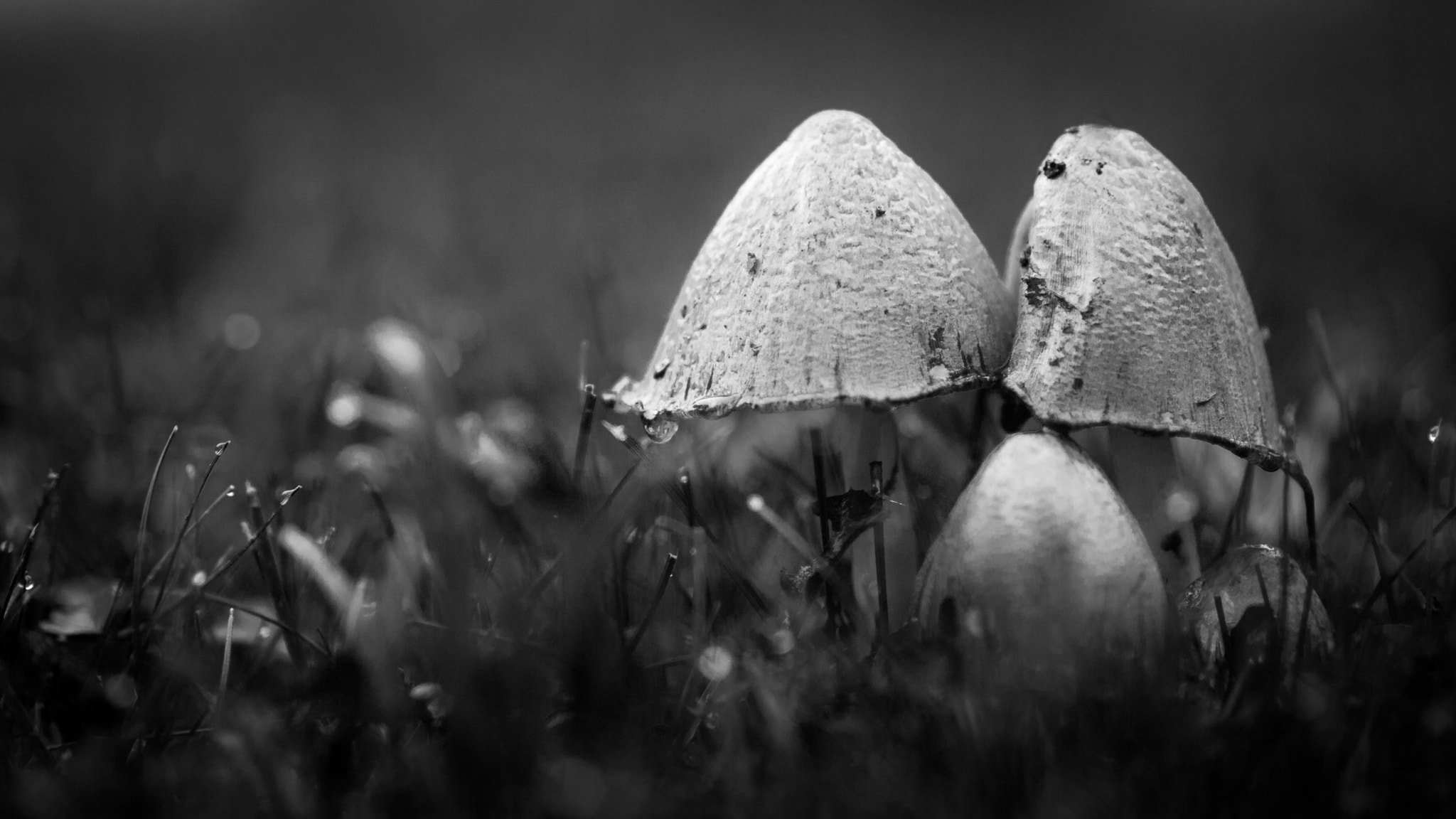 Olympus PEN E-P3 sample photo. Fascinating fungi photography