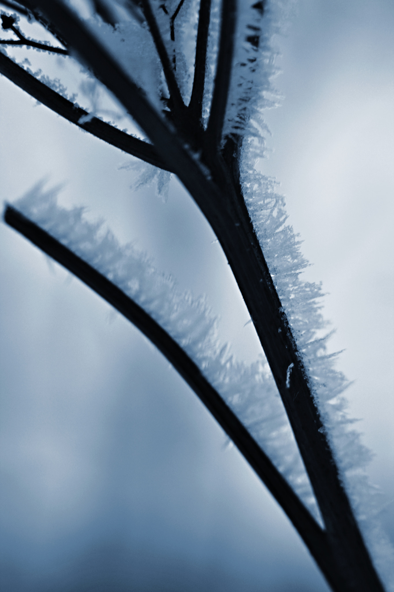 Canon EF 28-90mm f/4-5.6 sample photo. Frozen punk photography