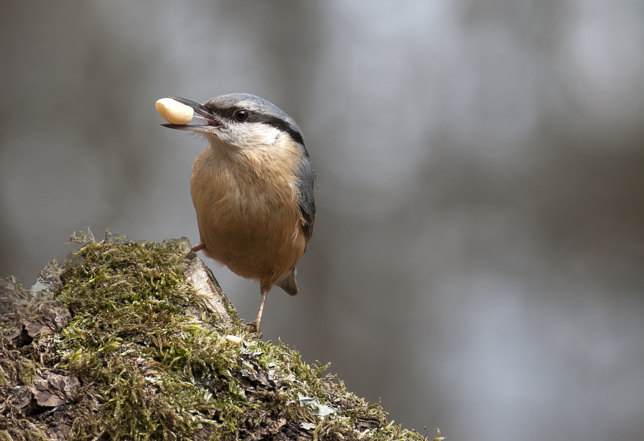 Canon EF 400mm F5.6L USM sample photo. Boomklever photography