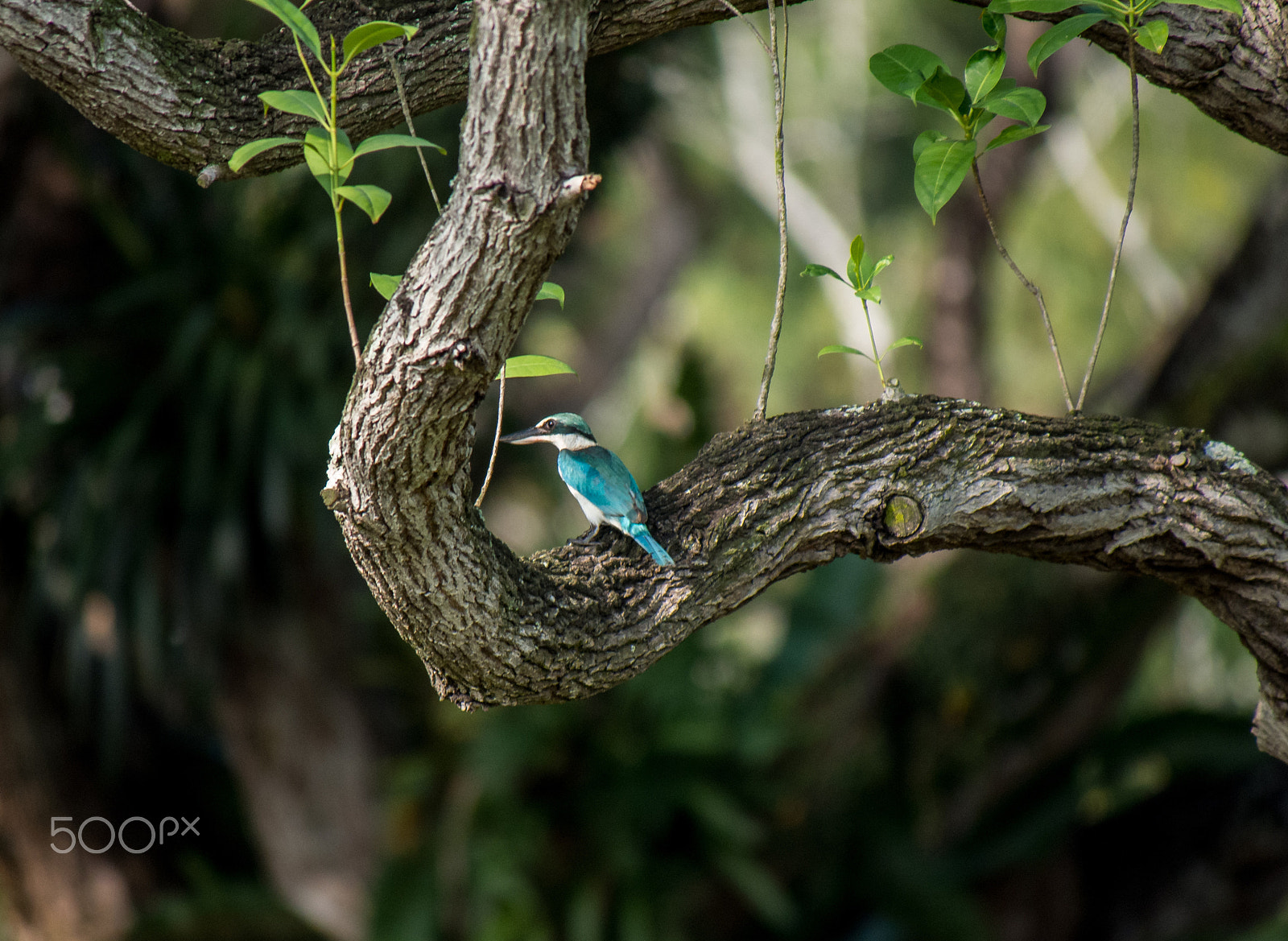 Olympus OM-D E-M5 sample photo. Collared kingfisher perching on tembusu photography