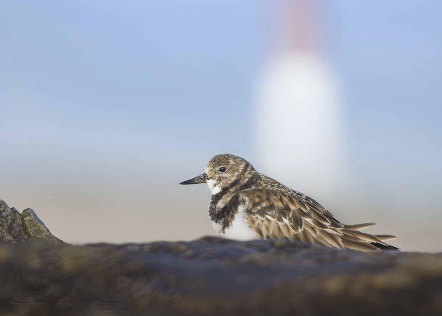 Nikon D7200 + Sigma 500mm F4.5 EX DG HSM sample photo. Barnegat (ruddy turnstone) photography