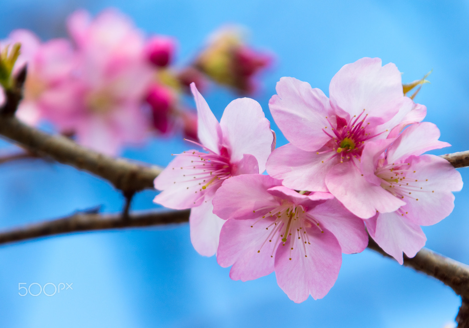 Pentax K-3 + smc PENTAX-F 100-300mm F4.5-5.6 sample photo. Kawazu sakura in kawazu.shizuoka. photography