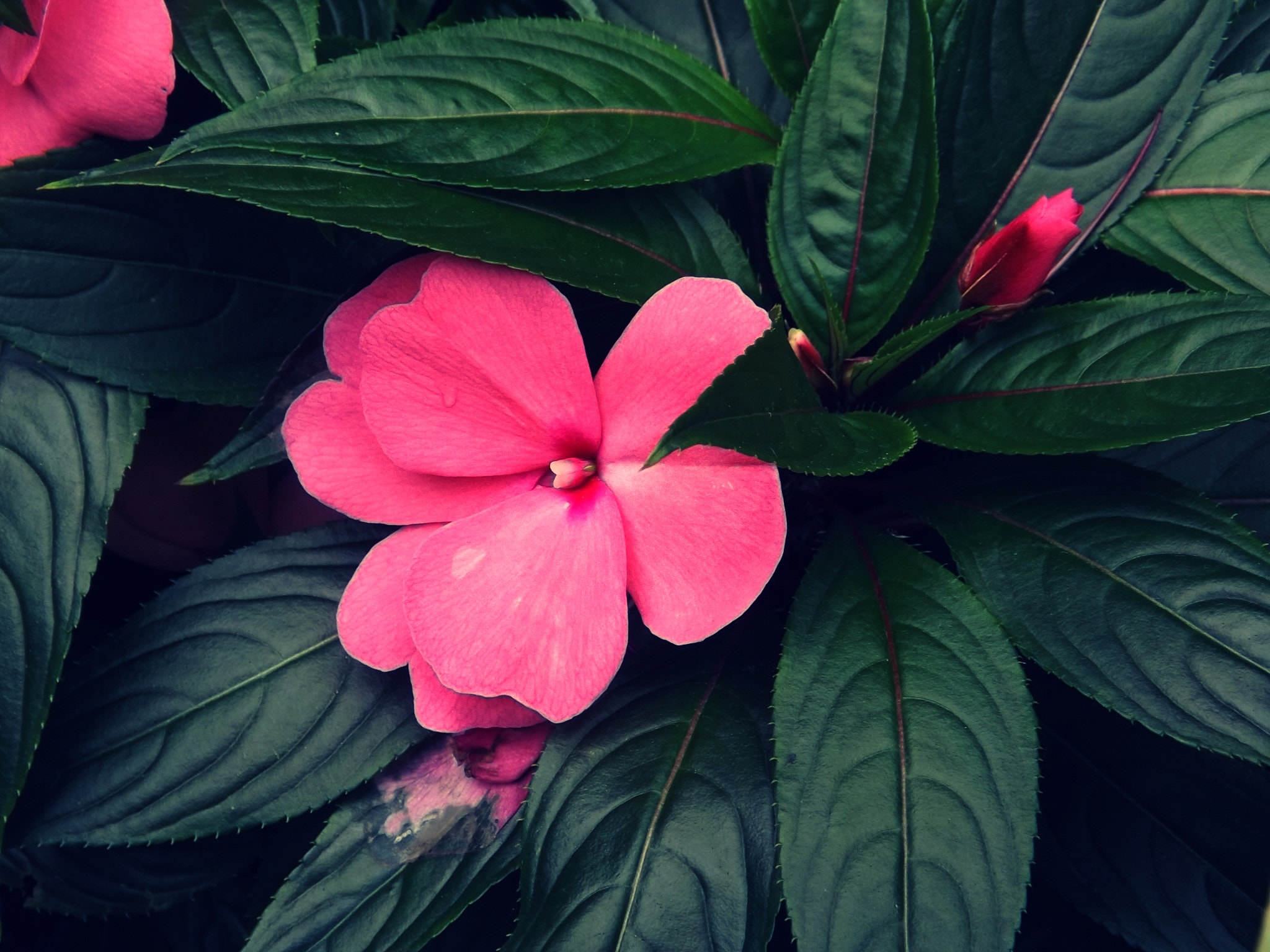 Fujifilm FinePix S4900 sample photo. Flower photography