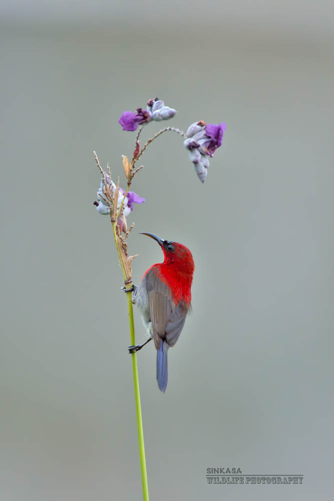 Nikon AF-S Nikkor 400mm F2.8G ED VR II sample photo. Crimson sunbird photography
