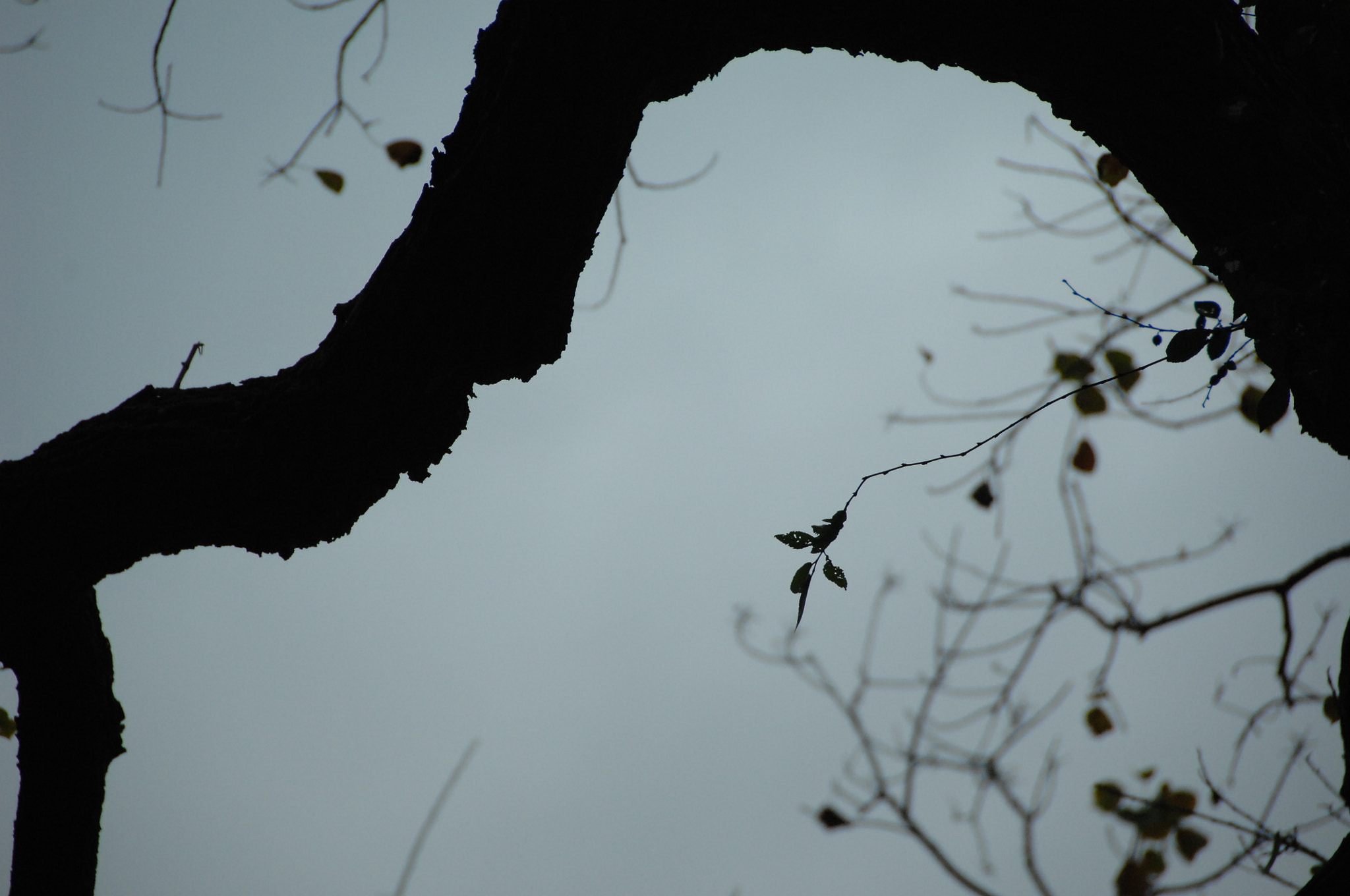 Nikon D2X sample photo. .. photography