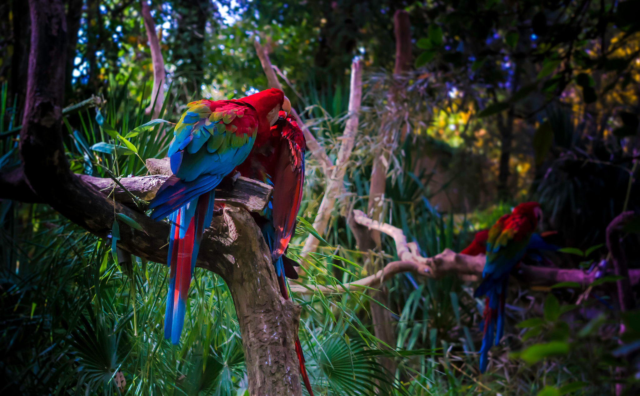 Sony Alpha a3000 sample photo. Couleur de la nature feeling-art.com photography