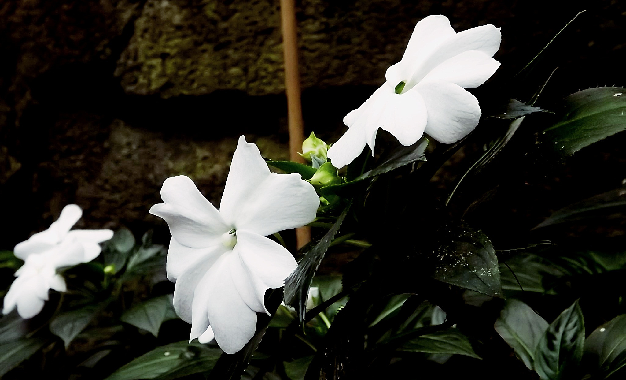 Fujifilm FinePix S4900 sample photo. White flowers photography