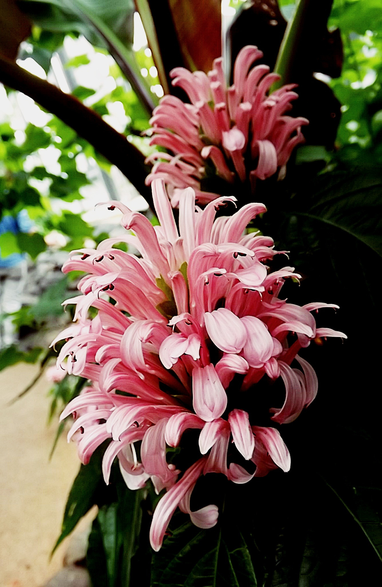 Fujifilm FinePix S4900 sample photo. Pink flower photography