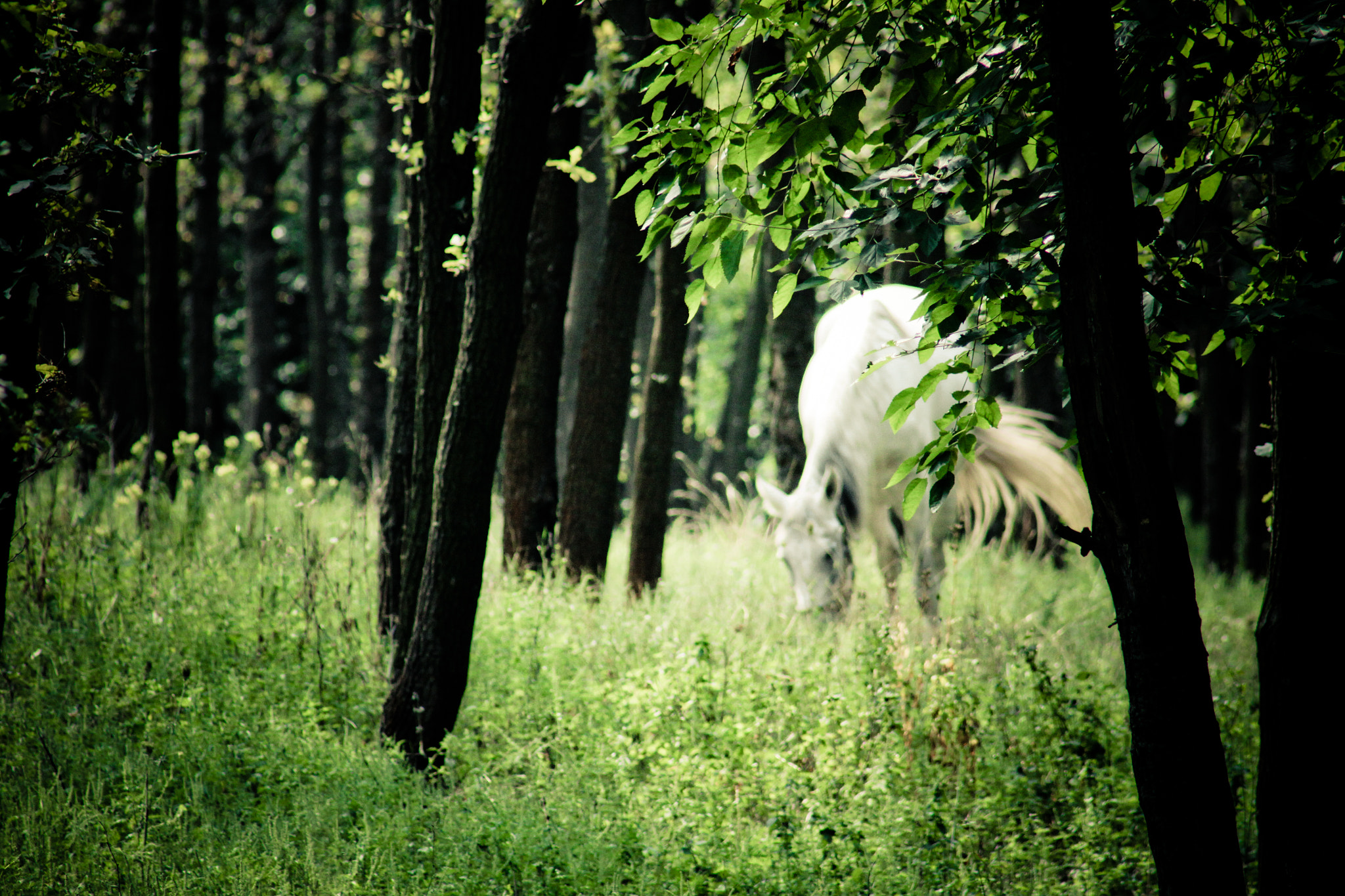 Canon EOS 50D + Canon EF 75-300mm f/4-5.6 USM sample photo. Horse in the woods photography