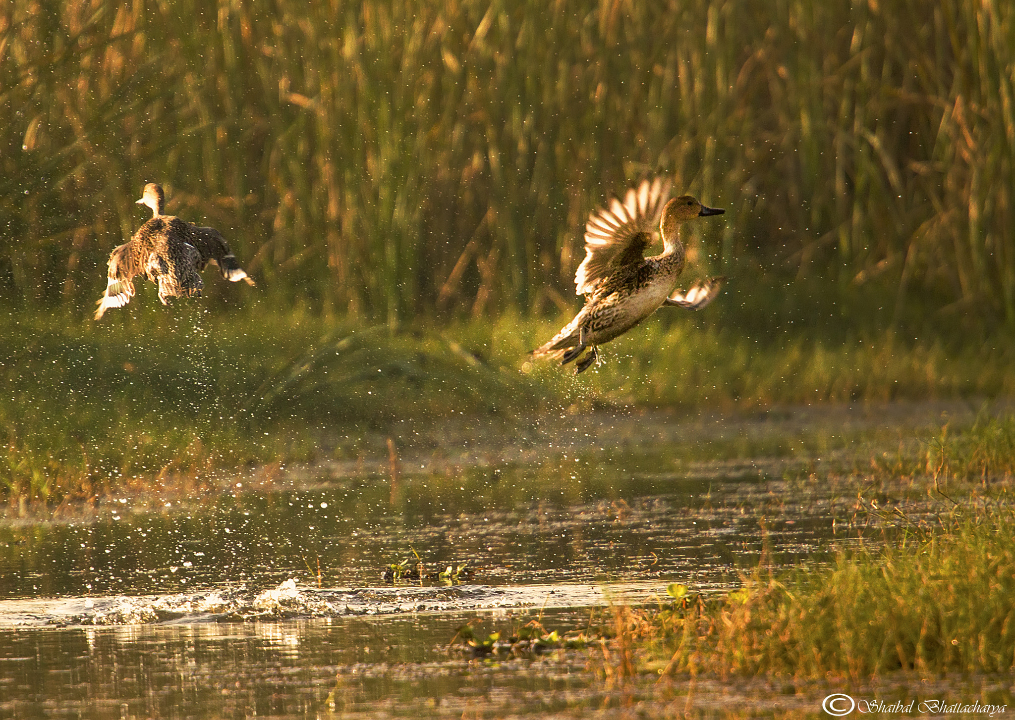 Canon EOS 50D + Canon EF 70-200mm F4L USM sample photo. Shell ducks taking off photography