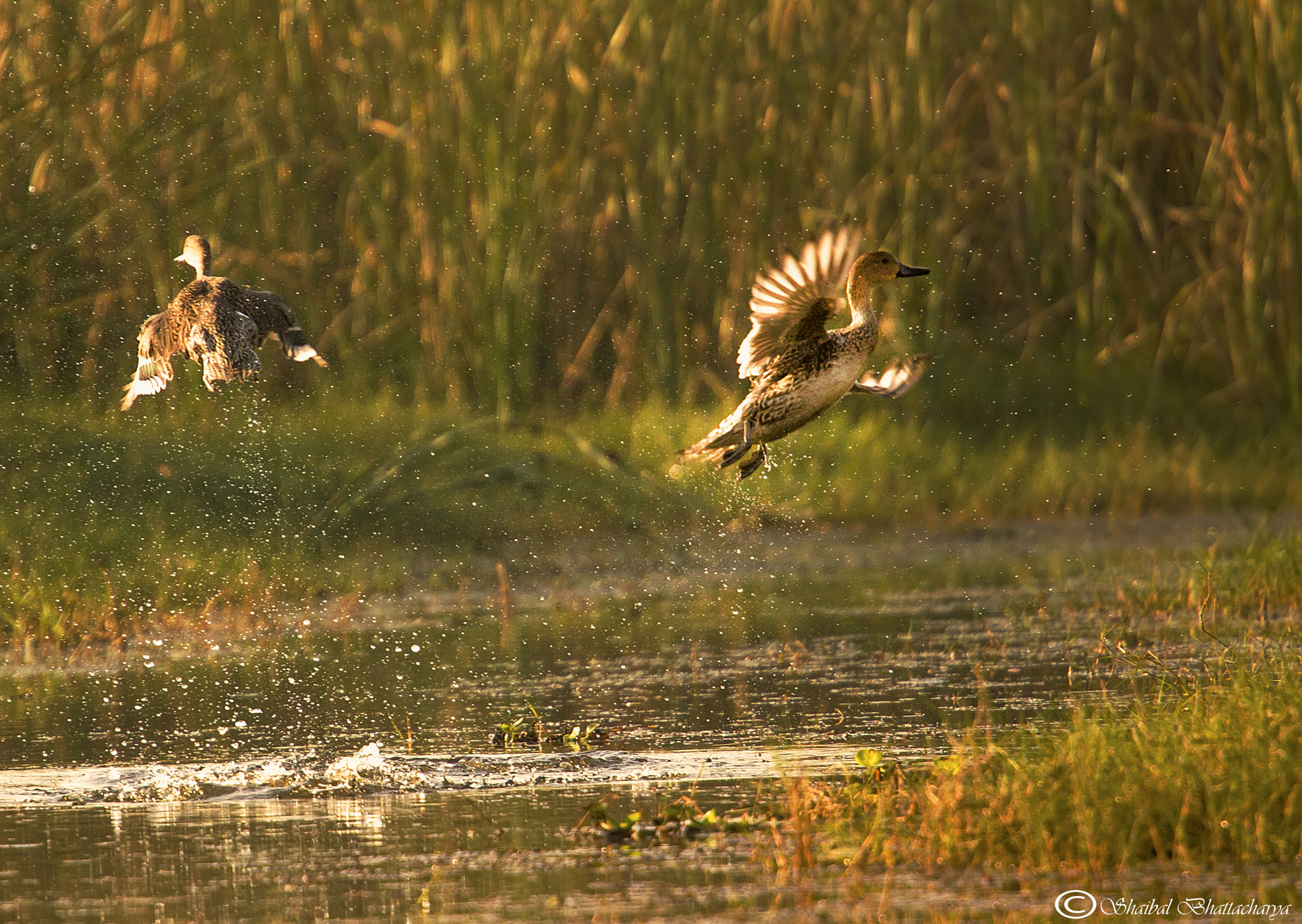 Canon EF 70-200mm F4L USM sample photo. Shell ducks taking off photography