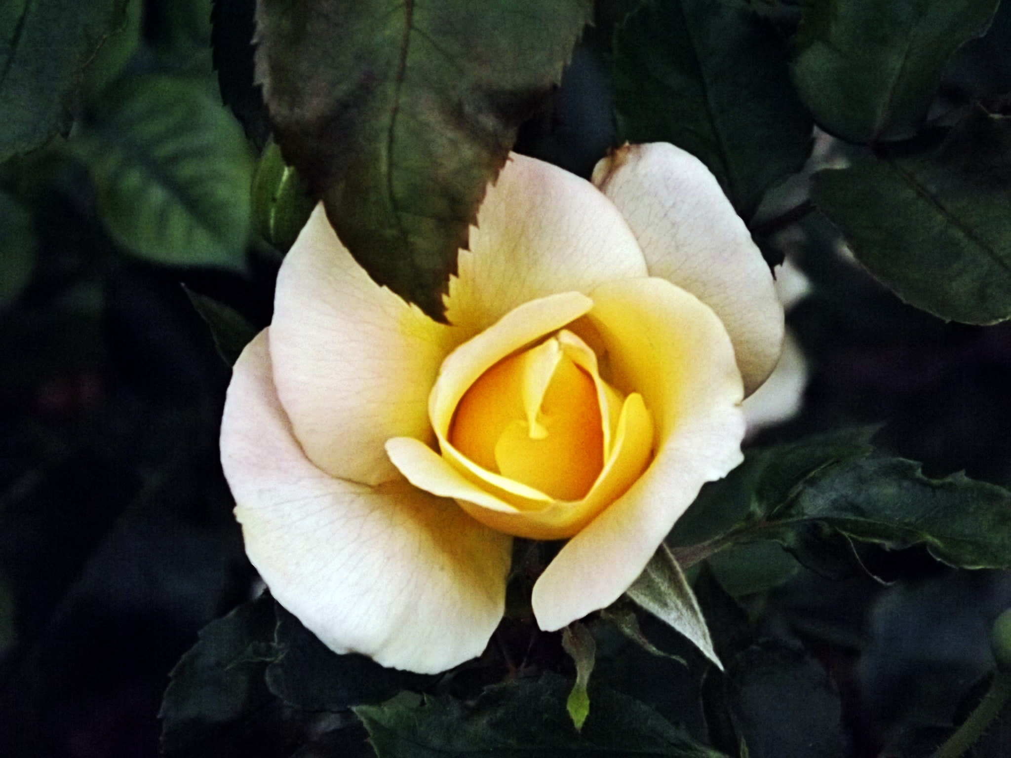 Fujifilm FinePix S4900 sample photo. Yellow flower photography