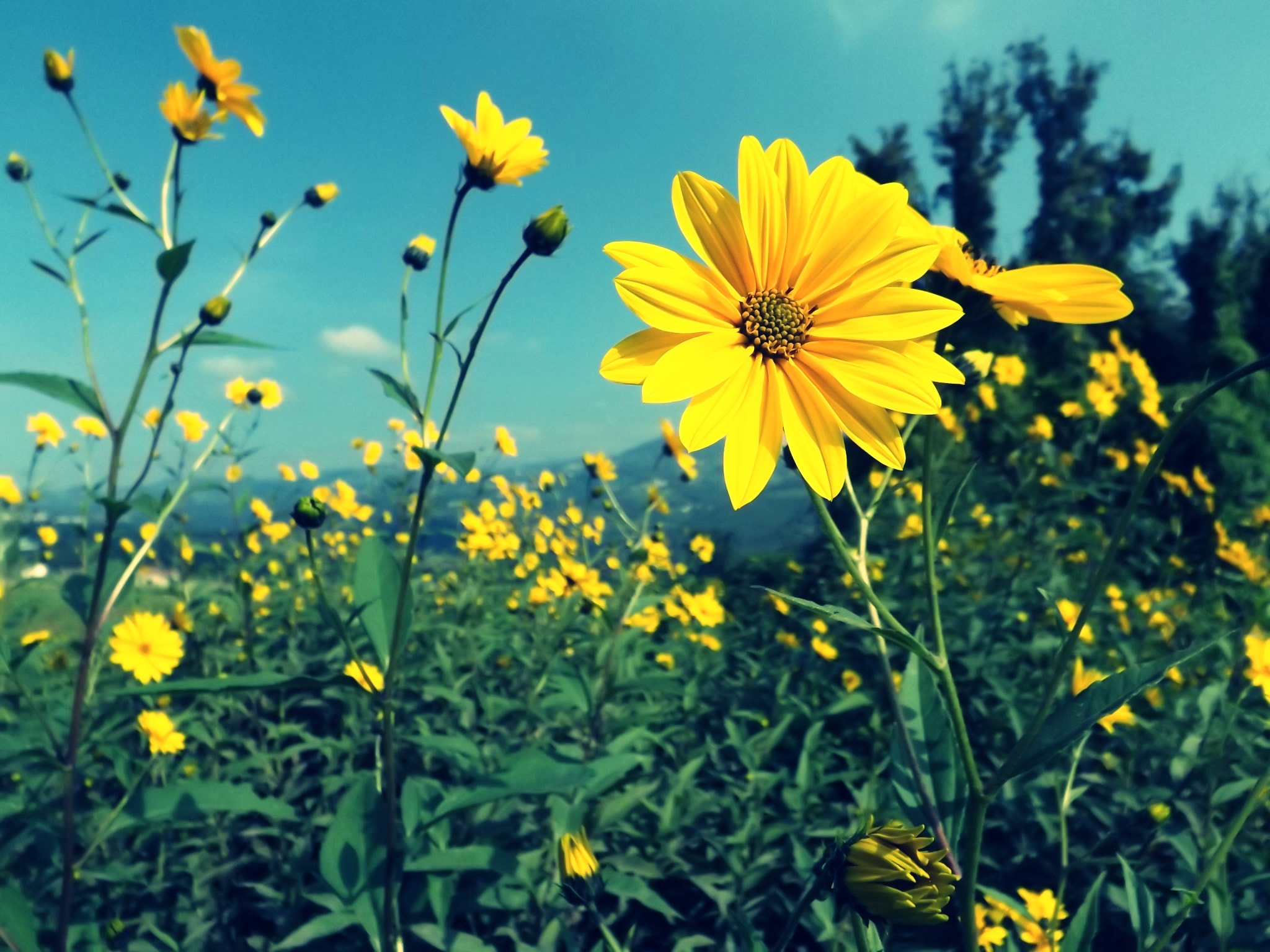 Fujifilm FinePix S4900 sample photo. Yellow flowers photography