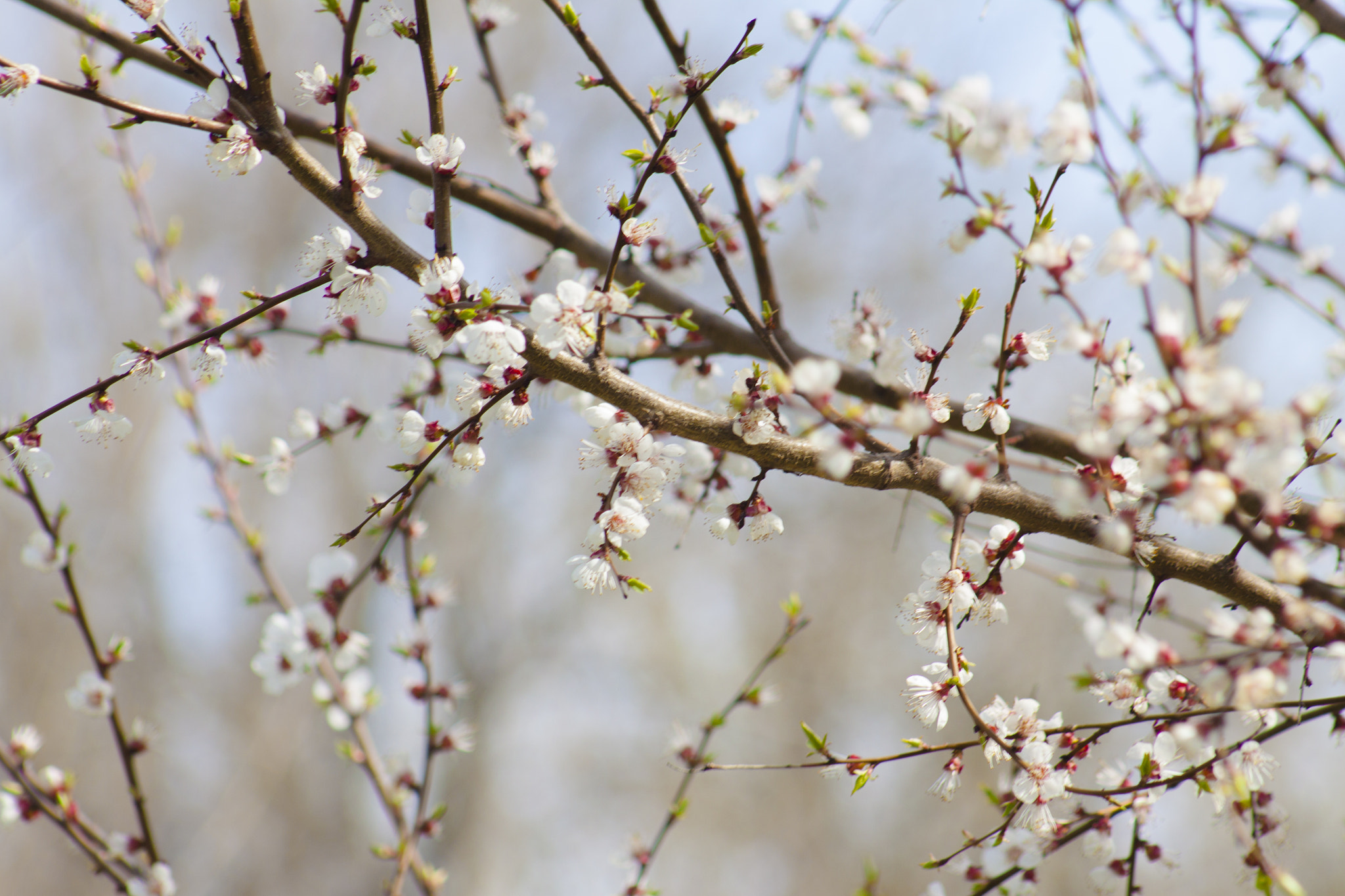 Canon EF 75-300mm f/4-5.6 USM sample photo. Spring time photography