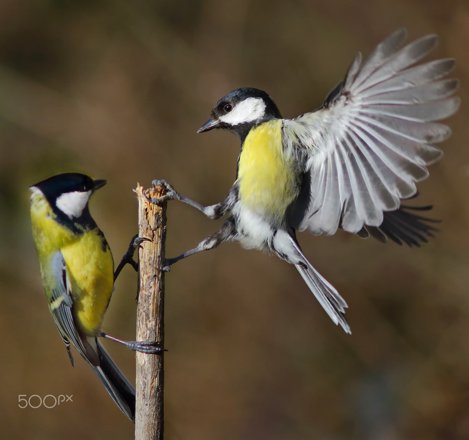 Canon EOS 7D + Canon EF 200mm F2.8L II USM sample photo. Two great tits photography