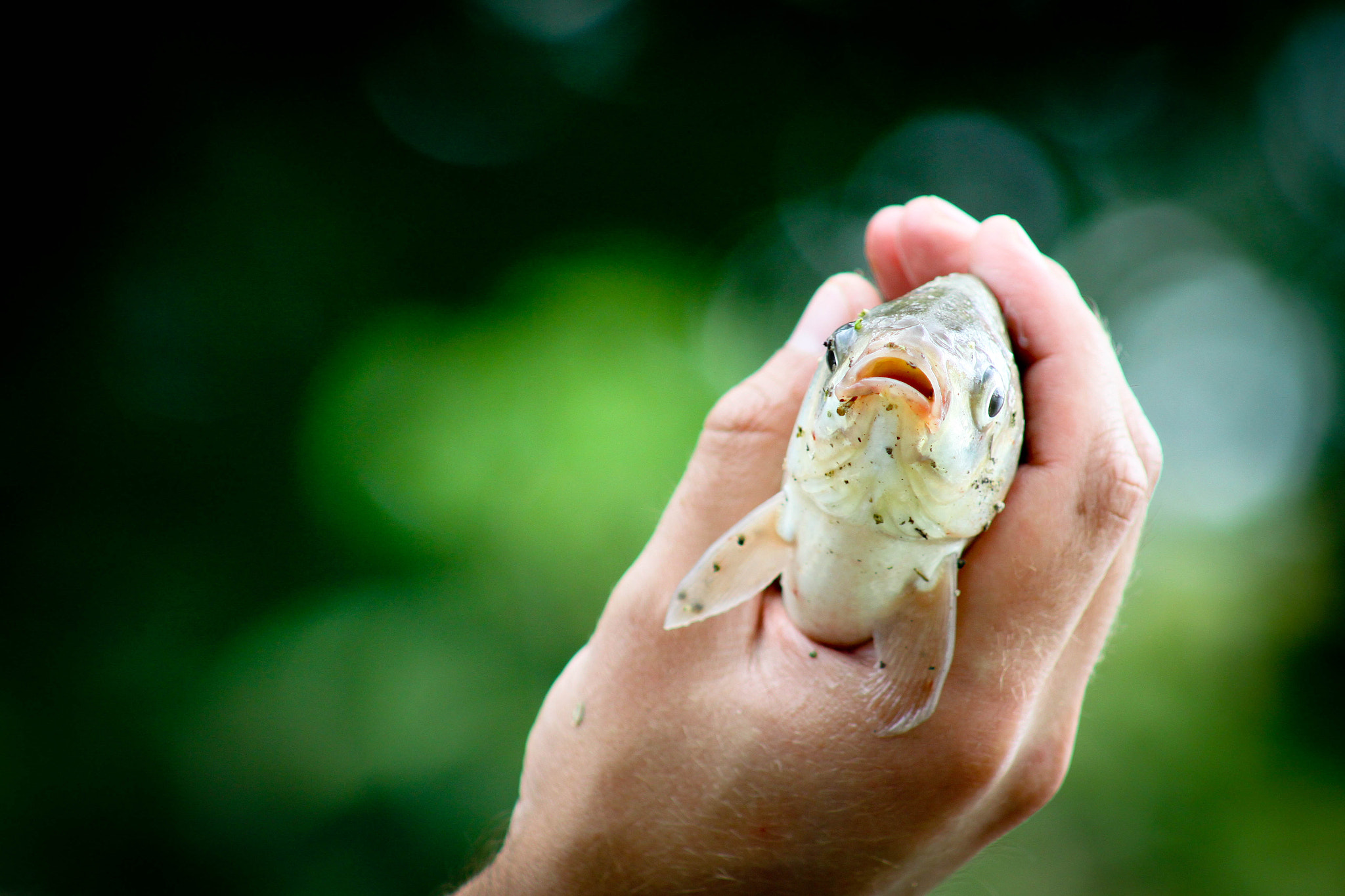 Canon EF 75-300mm f/4-5.6 USM sample photo. Fish photography