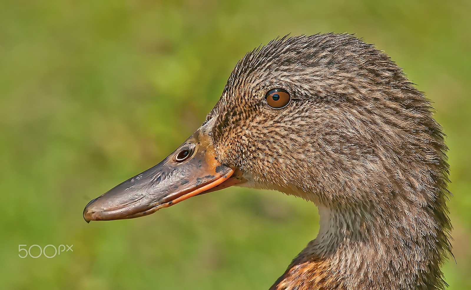 Nikon AF-S Nikkor 300mm F2.8G ED-IF VR sample photo. Female mallard photography