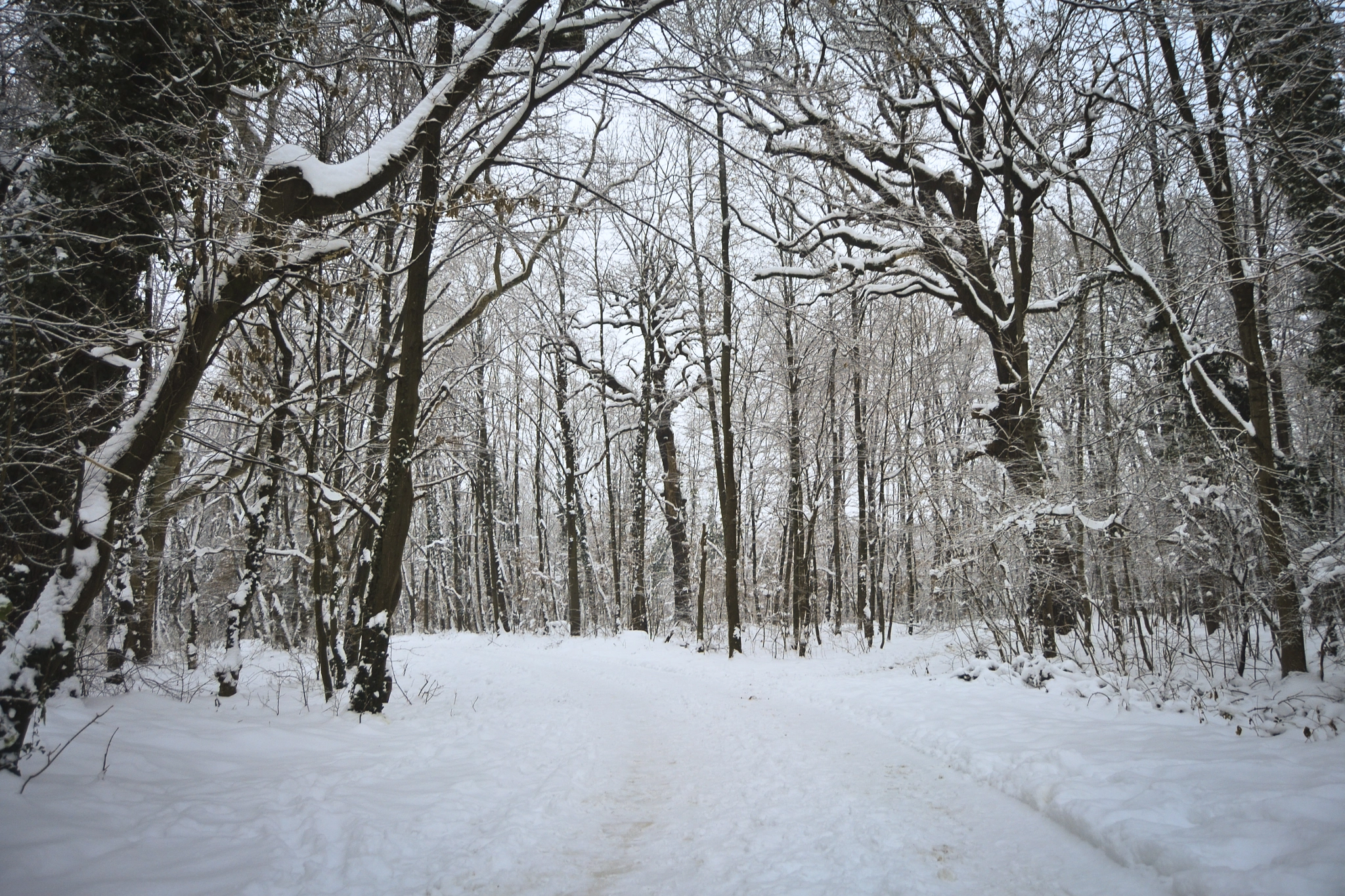 Nikon D3100 + Zeiss Milvus 35mm f/2 sample photo. Winter forest photography