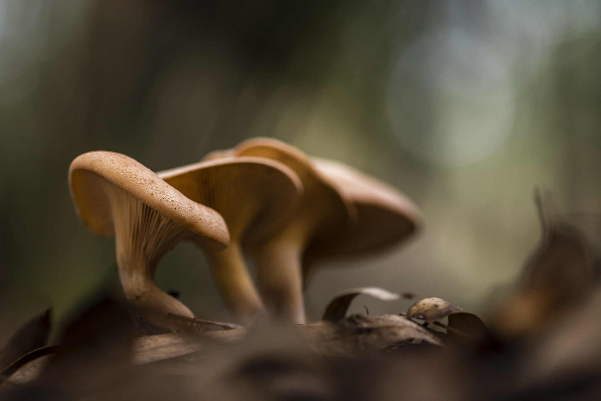 Canon EF 100mm F2.8 Macro USM sample photo. Bajo los eucaliptos photography