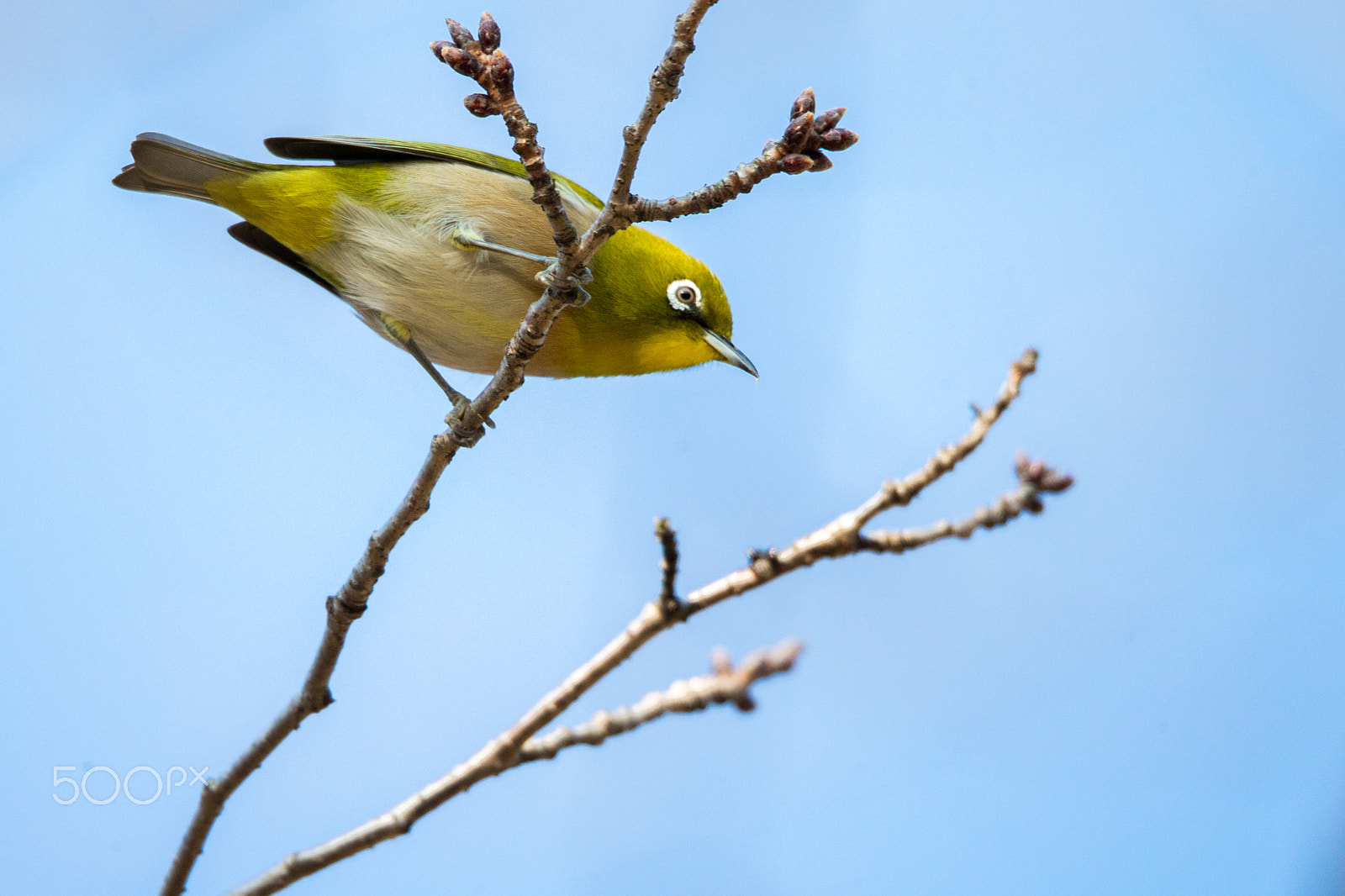 Sigma 150-600mm F5-6.3 DG OS HSM | C sample photo. Japanese white eye in winter photography