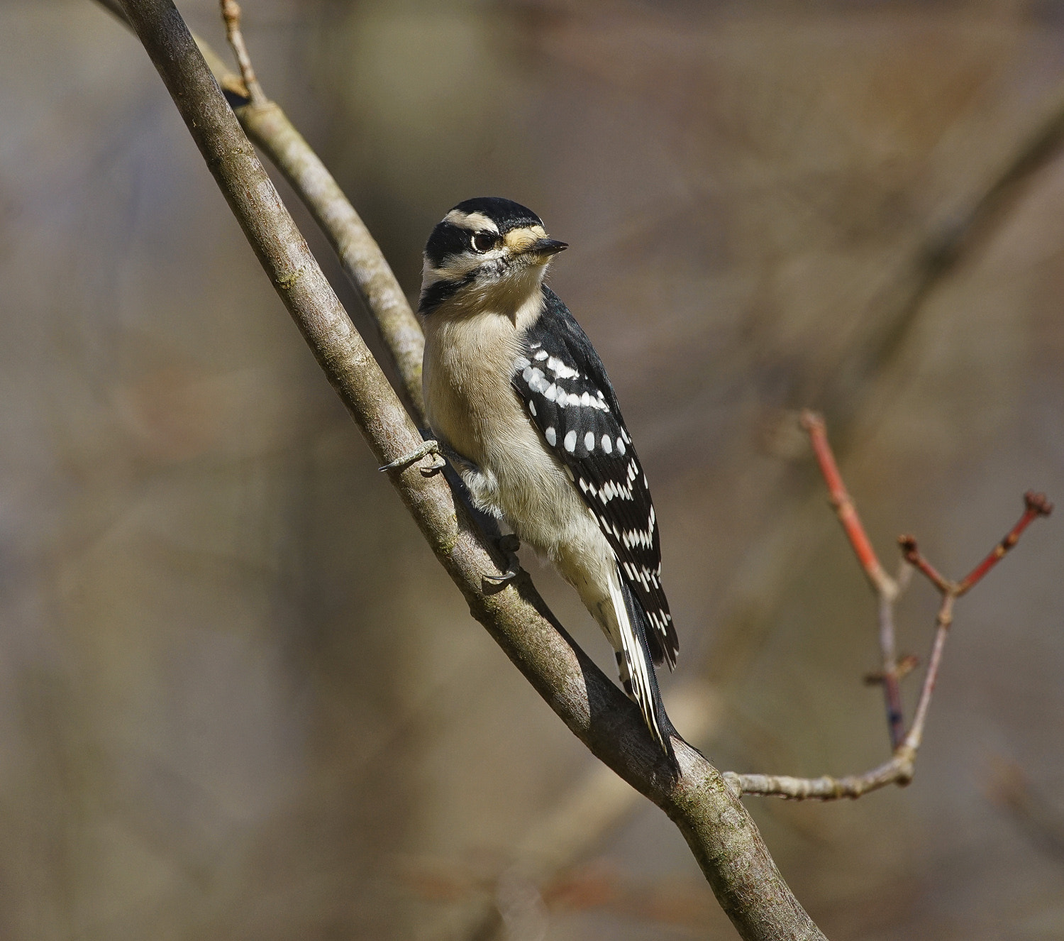 100-400mm F4.5-5.6 G SSM OSS sample photo. Downey on the lookout photography