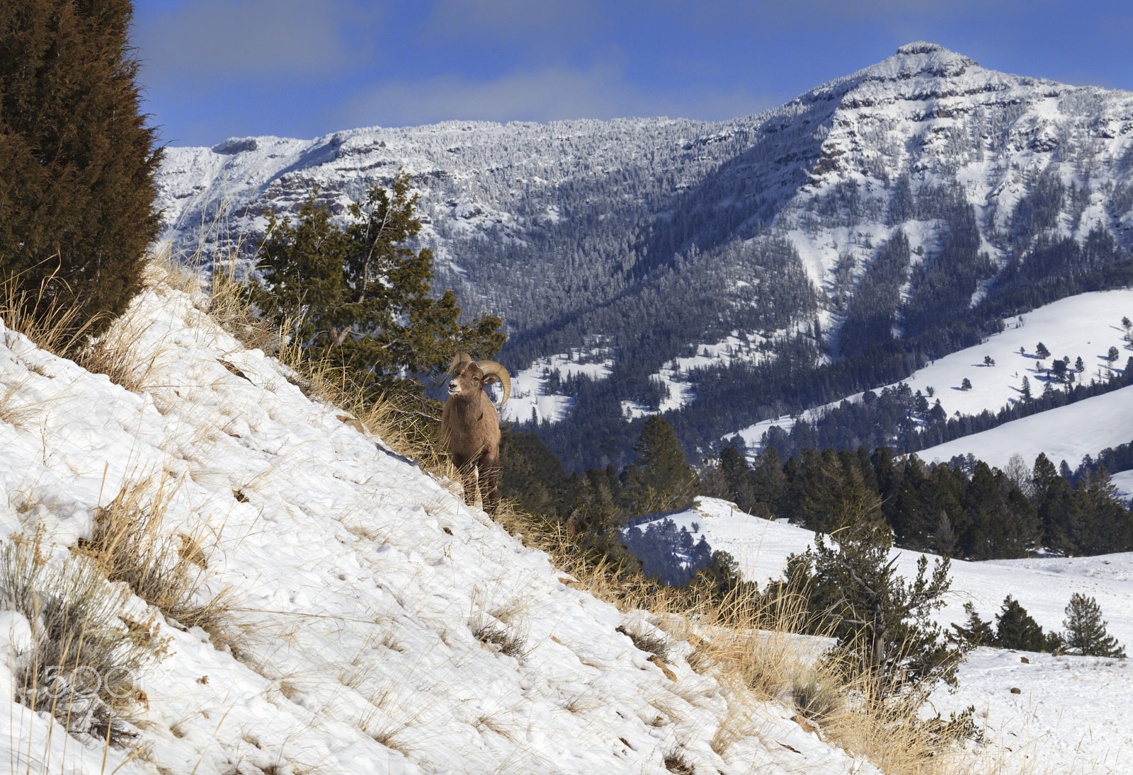 Canon EF 100-400mm F4.5-5.6L IS II USM sample photo. Yellowstone mountain high photography