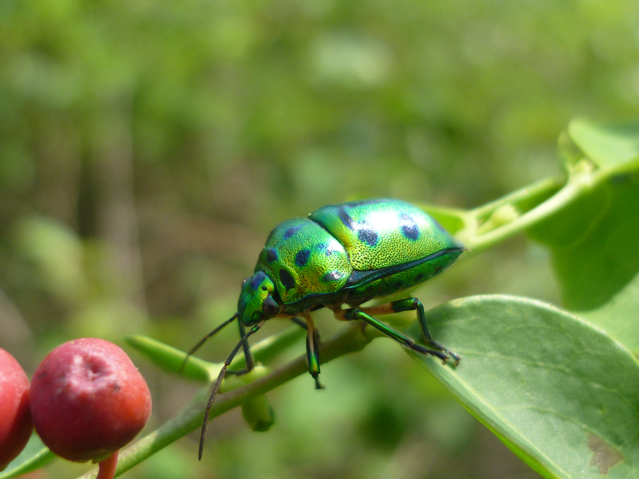 Panasonic DMC-FS12 sample photo. Green beetle photography
