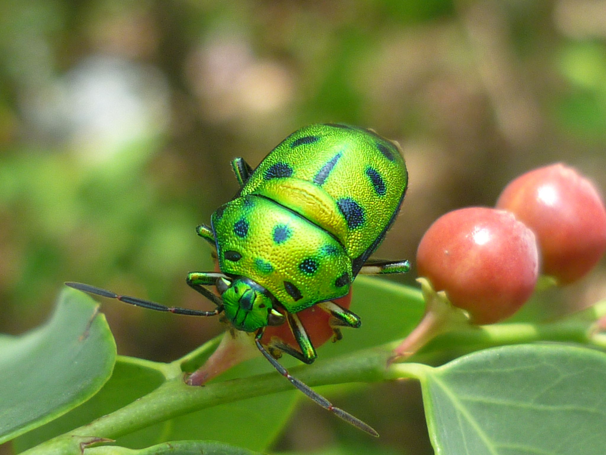 Panasonic DMC-FS12 sample photo. Green beetle photography