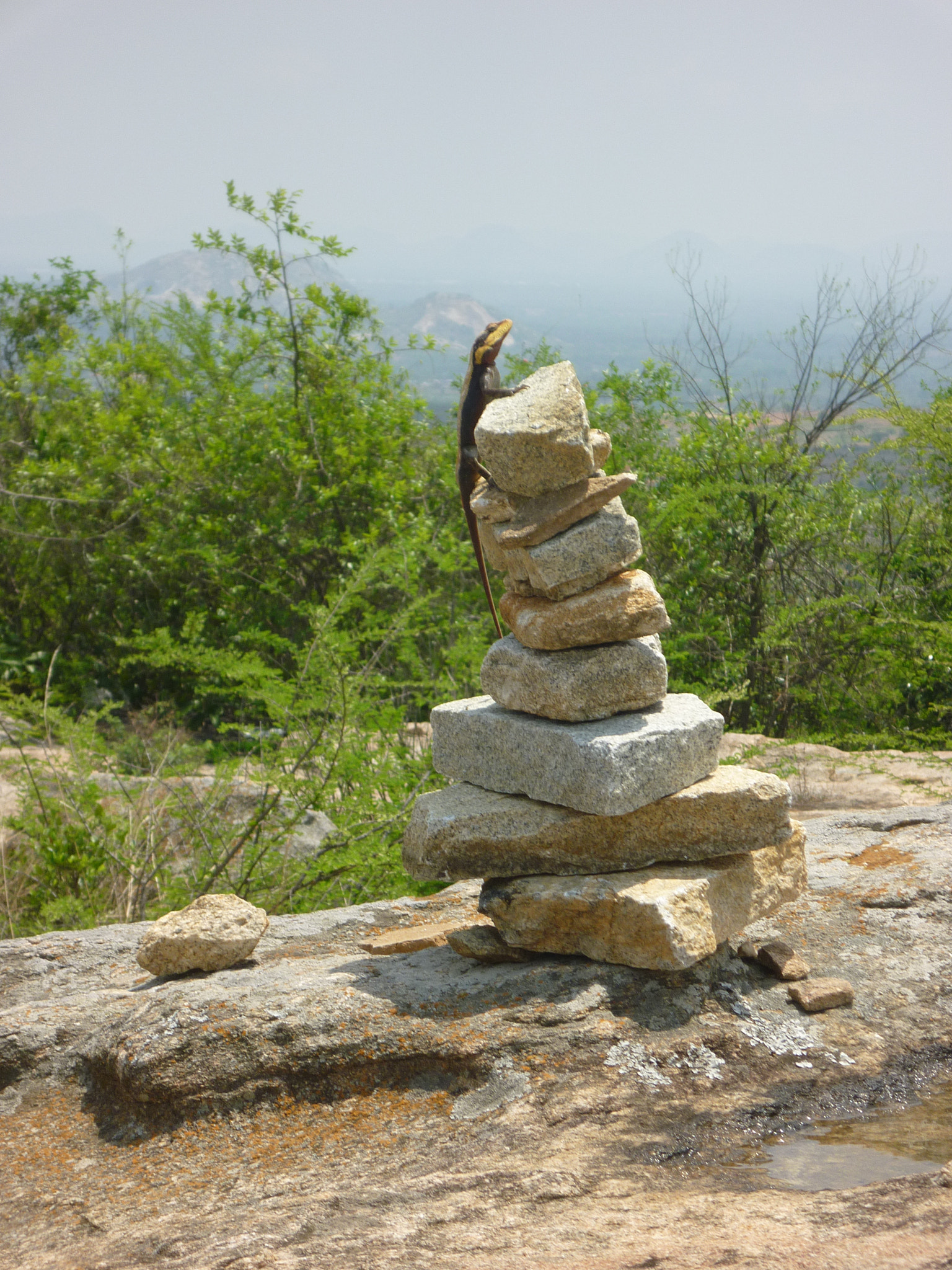 Panasonic DMC-FS12 sample photo. Rock lizard photography
