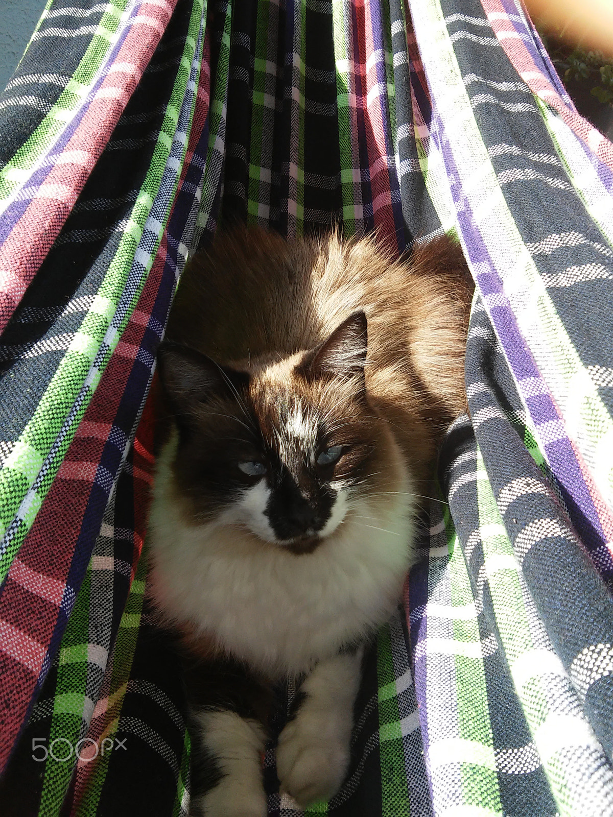 LG D410HN sample photo. Neko in the hammock. photography