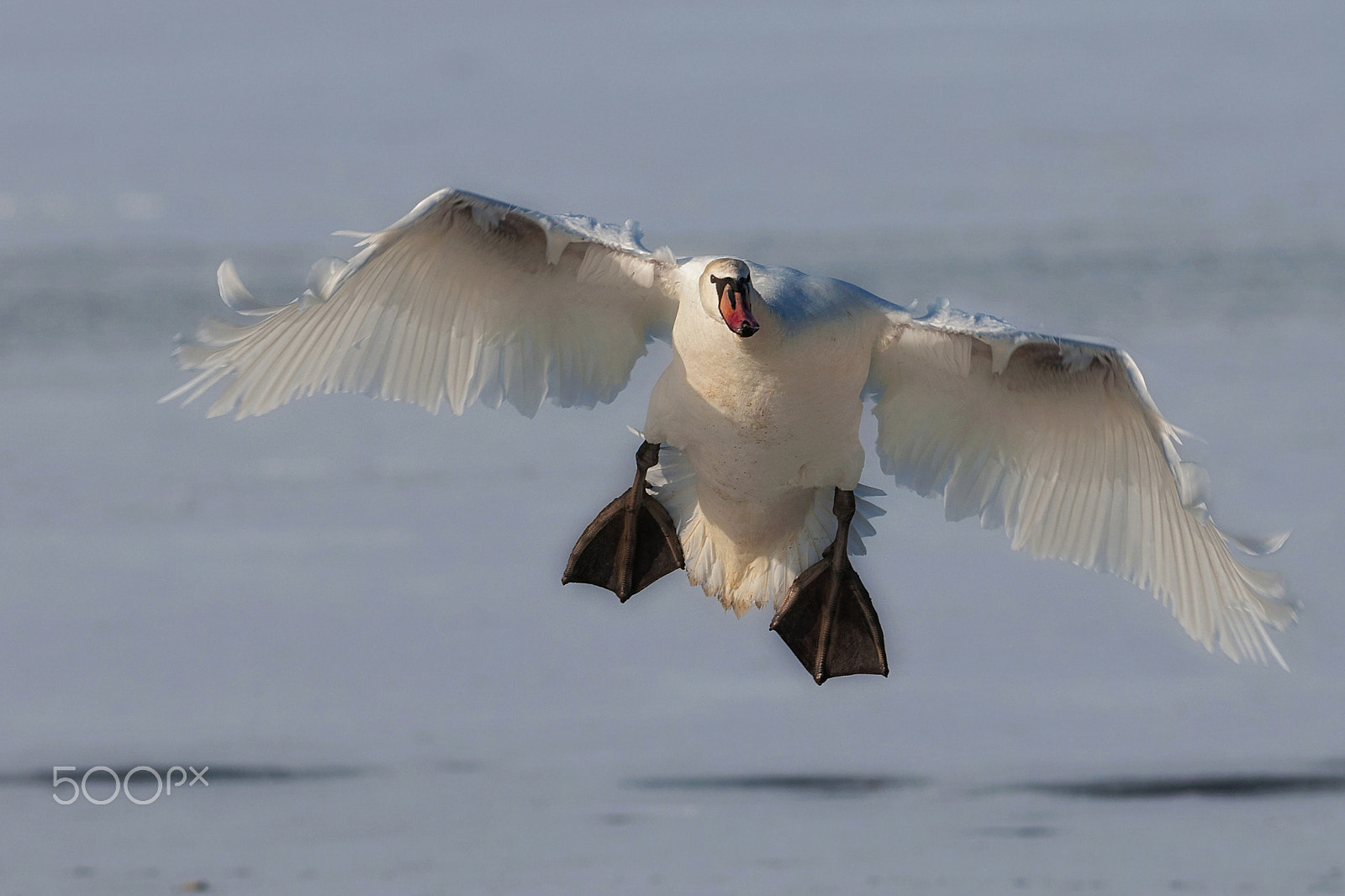 Nikon AF-S Nikkor 300mm F2.8G ED-IF VR sample photo. Landung photography
