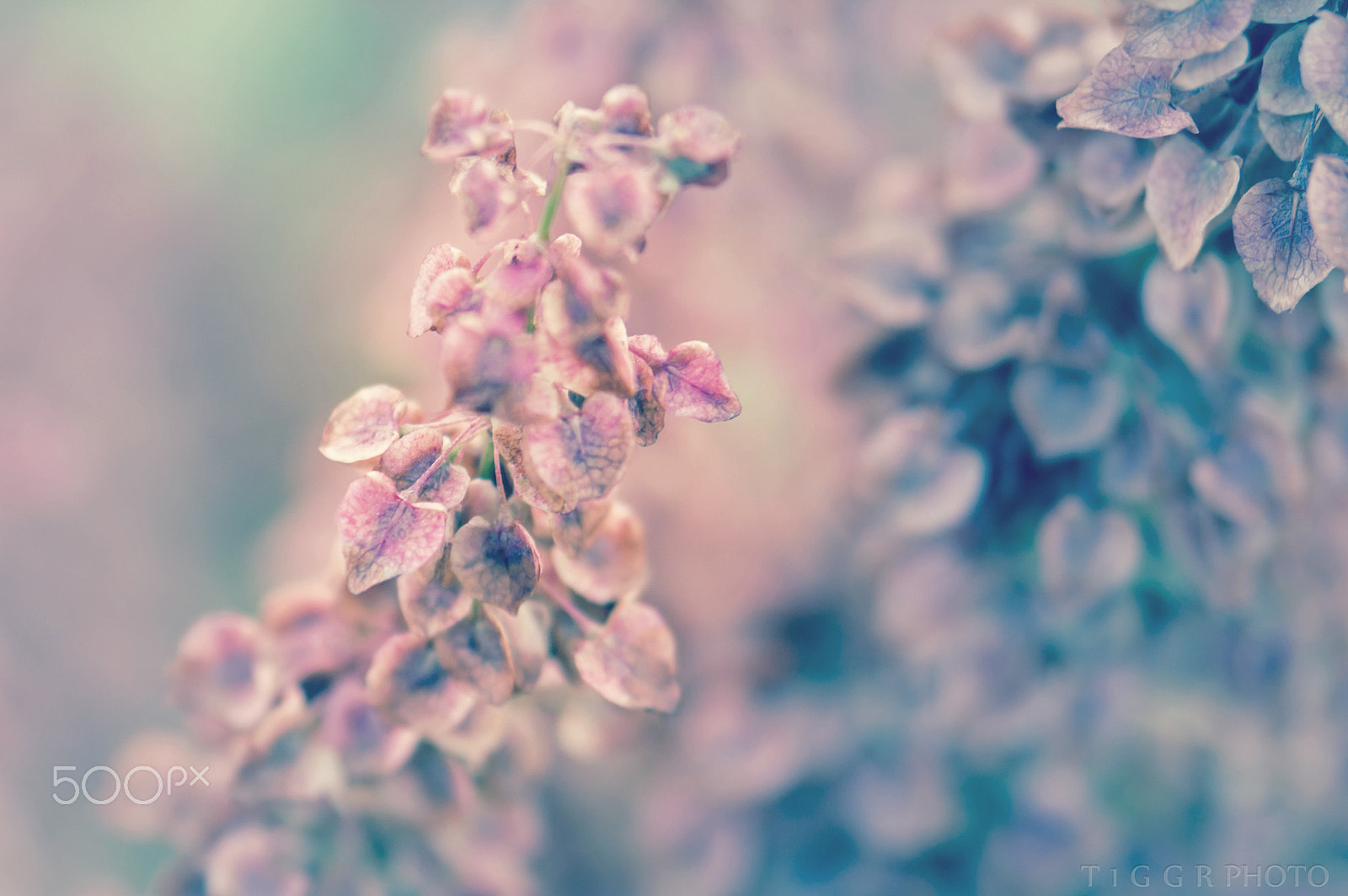 Samsung NX30 + Samsung NX 60mm F2.8 Macro ED OIS SSA sample photo. Pastels photography