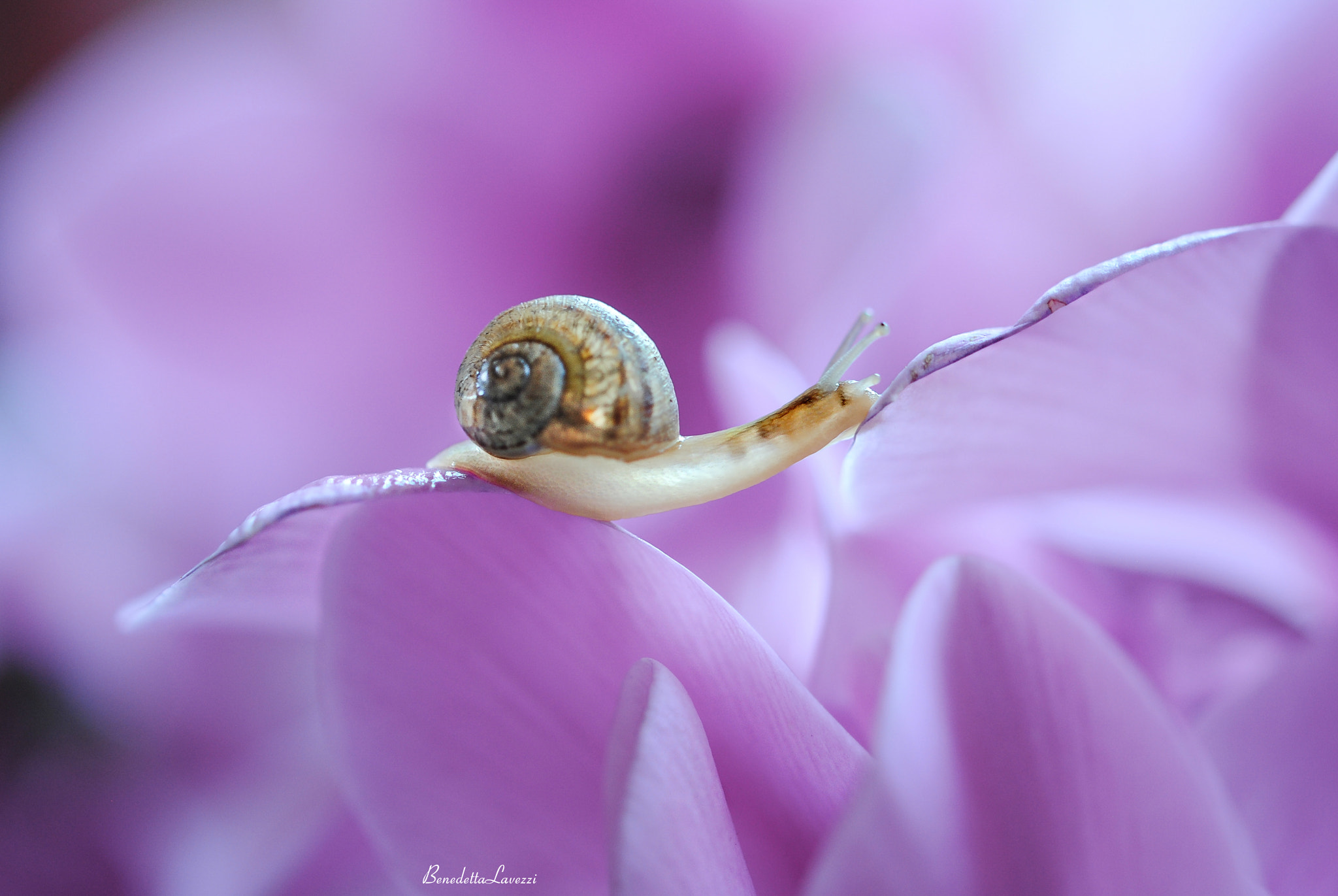 Sigma 105mm F2.8 EX DG OS HSM sample photo. Memory photography