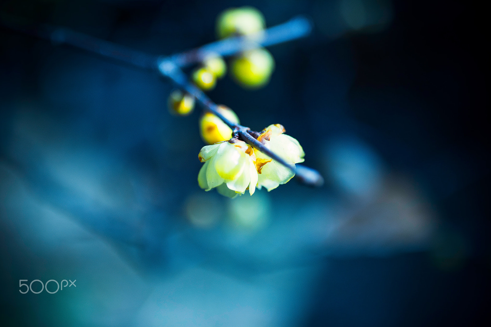Canon EF 35mm F1.4L II USM sample photo. Winter sweet photography