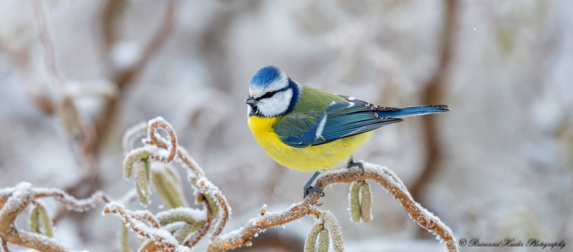 Nikon D610 + Nikon AF-S Nikkor 500mm F4G ED VR sample photo. Bluetit photography