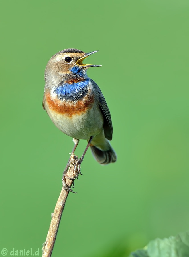 Nikon AF-S Nikkor 500mm F4D ED-IF II sample photo. Knows how to give a performance photography