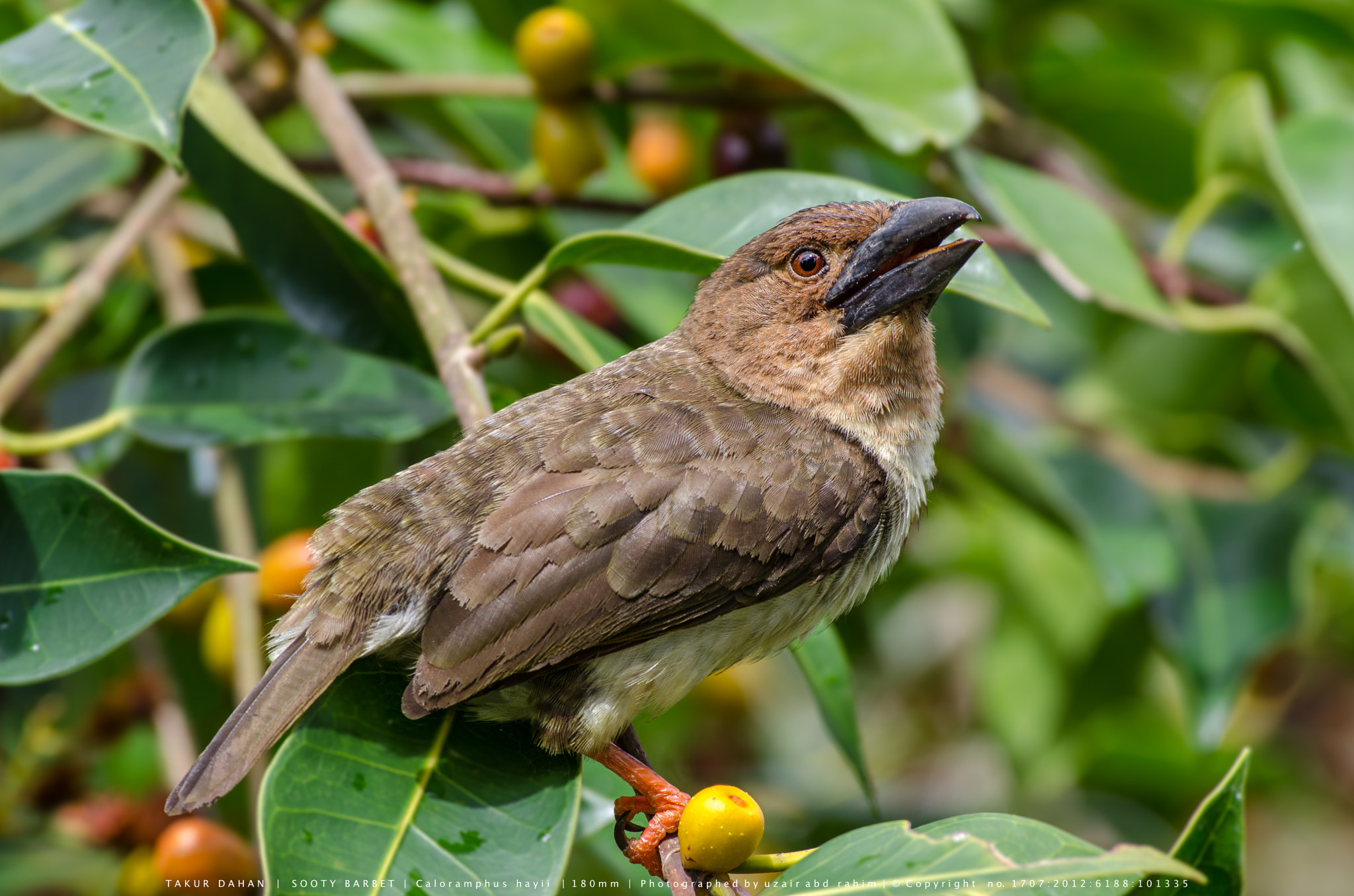 Nikon AF-S Nikkor 300mm F2.8G ED VR II sample photo. Sooty barbet photography