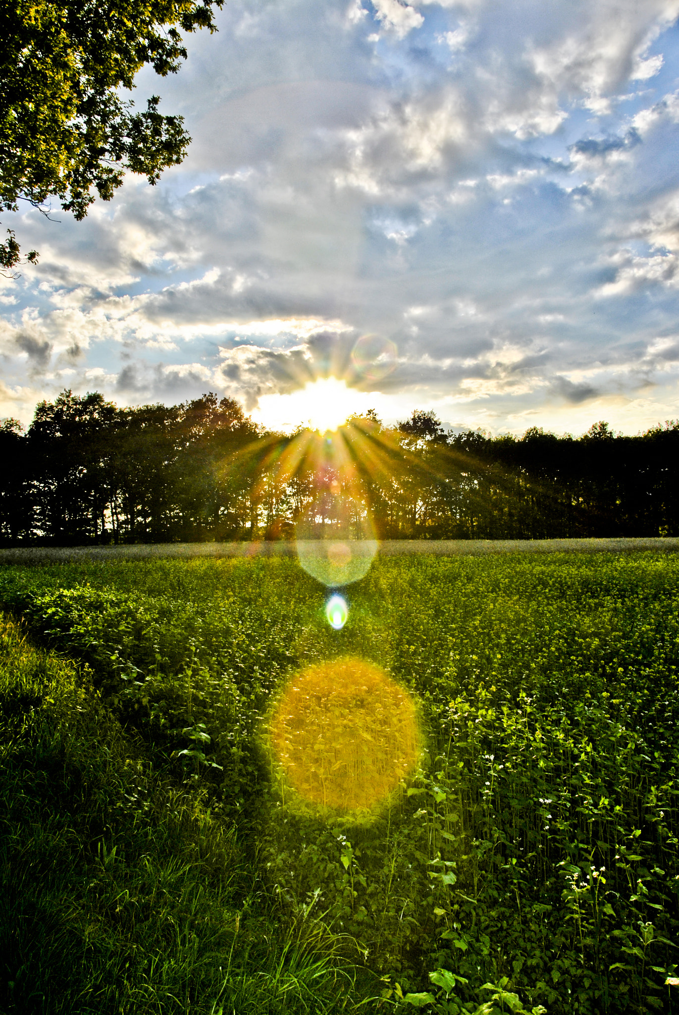 Sigma 18-250mm F3.5-6.3 DC OS HSM sample photo. Lense flare photography