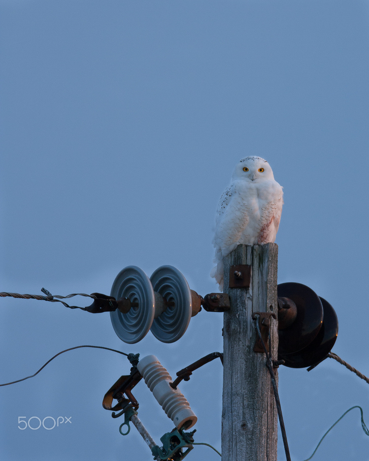 Canon EOS 400D (EOS Digital Rebel XTi / EOS Kiss Digital X) sample photo. Snowy owl photography