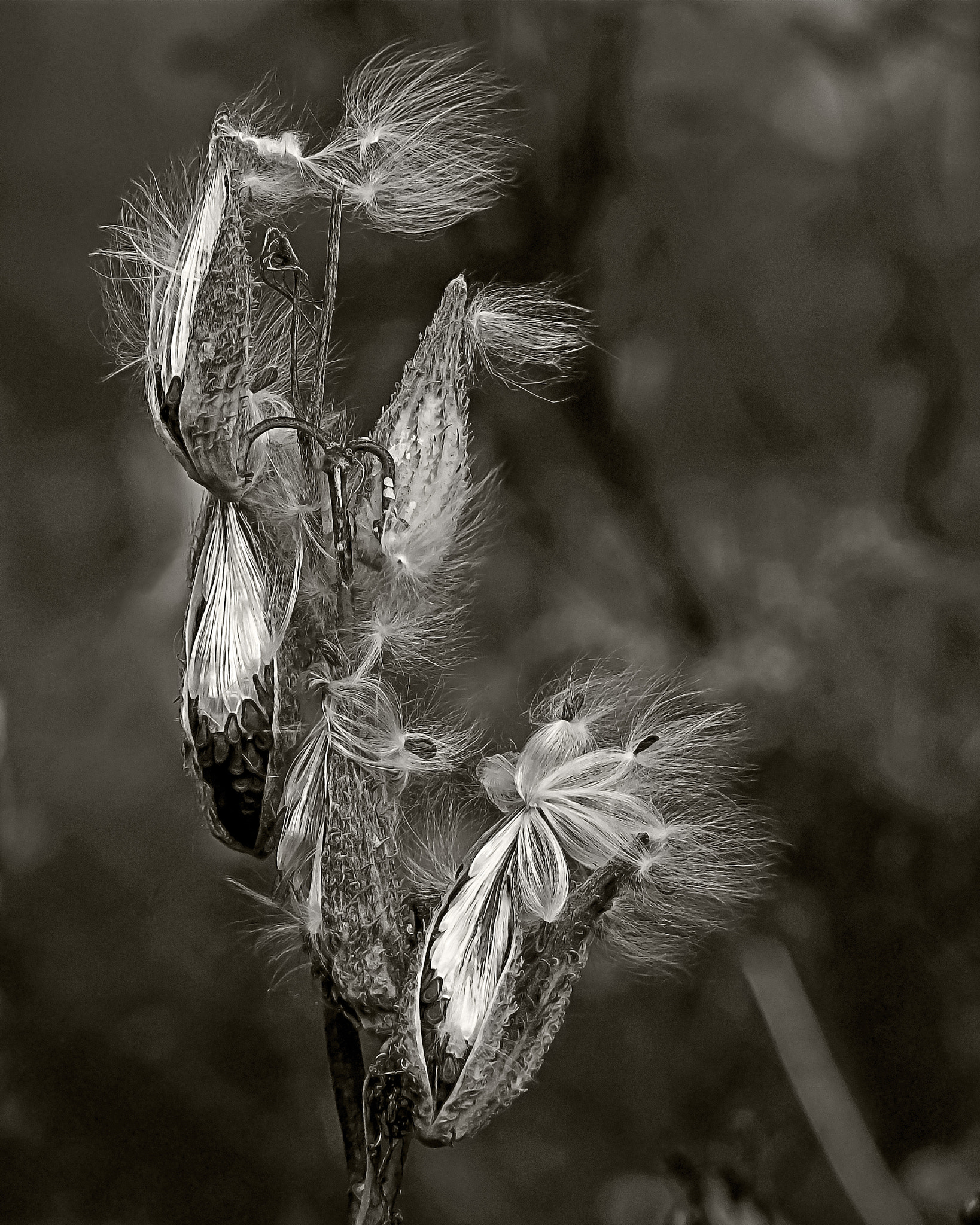 Samsung NX20 + Samsung NX 50-200mm F4-5.6 ED OIS sample photo. Milkweed pods photography