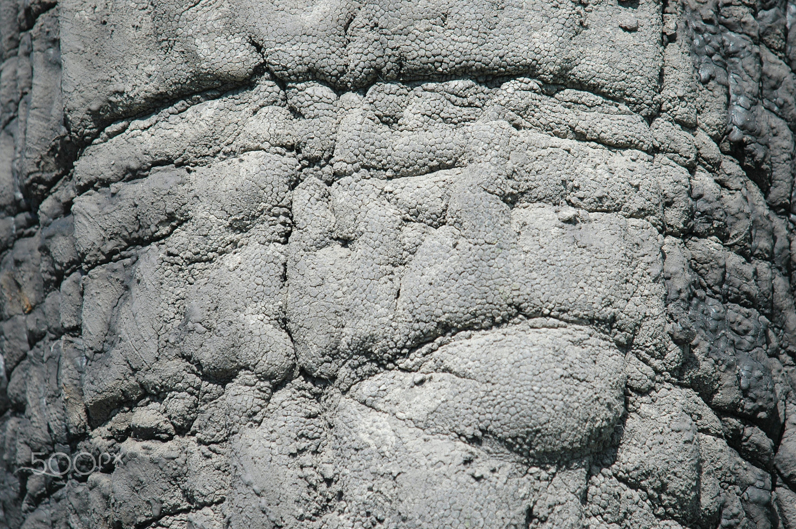 Nikon D70 + Sigma APO 100-300mm F4 EX IF HSM sample photo. Elephant trunk close up photography