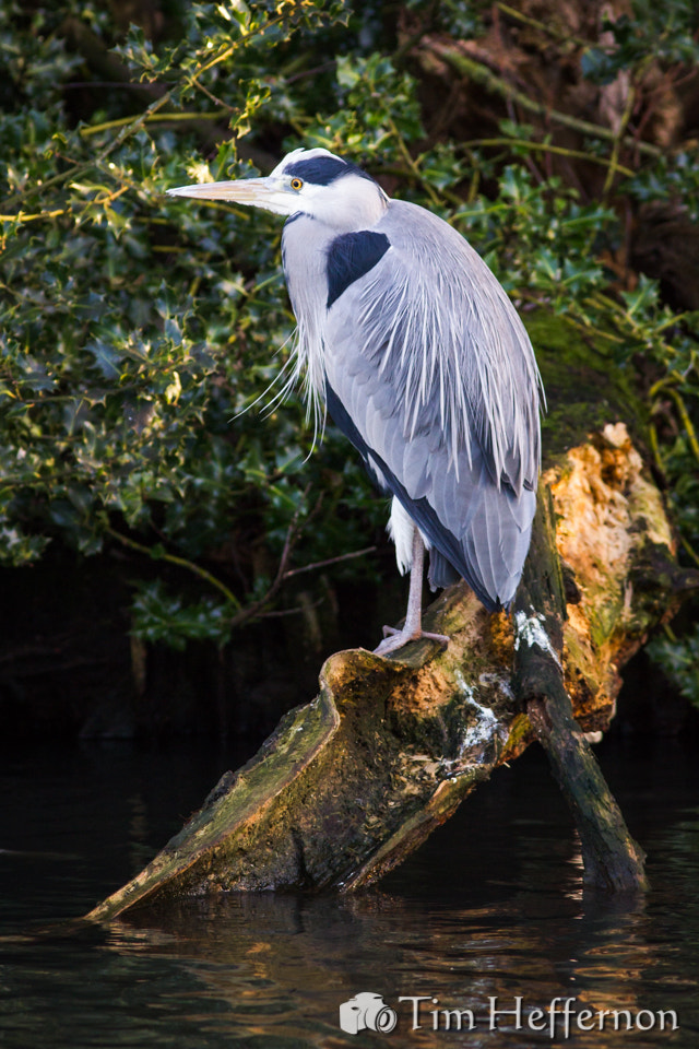 Canon EOS 550D (EOS Rebel T2i / EOS Kiss X4) + Canon EF 300mm F4L IS USM sample photo. Grey heron photography