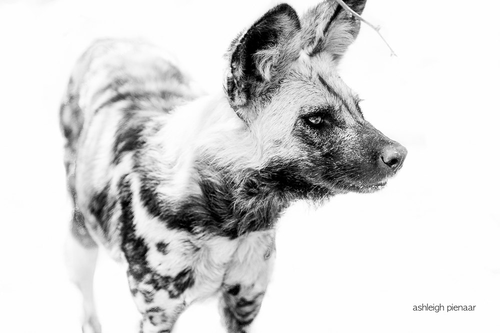 Canon EF 70-200mm F2.8L USM sample photo. Canine soldier photography