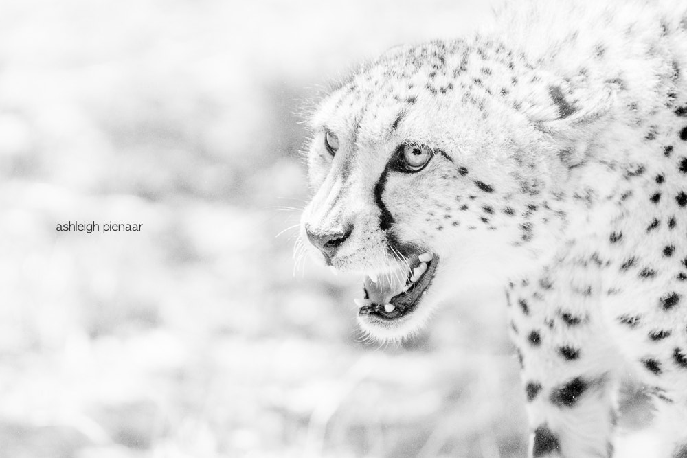 Canon EF 70-200mm F2.8L USM sample photo. On the prowl photography