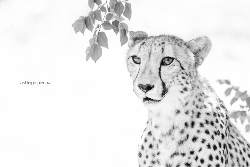 Canon EF 70-200mm F2.8L USM sample photo. White hunter photography