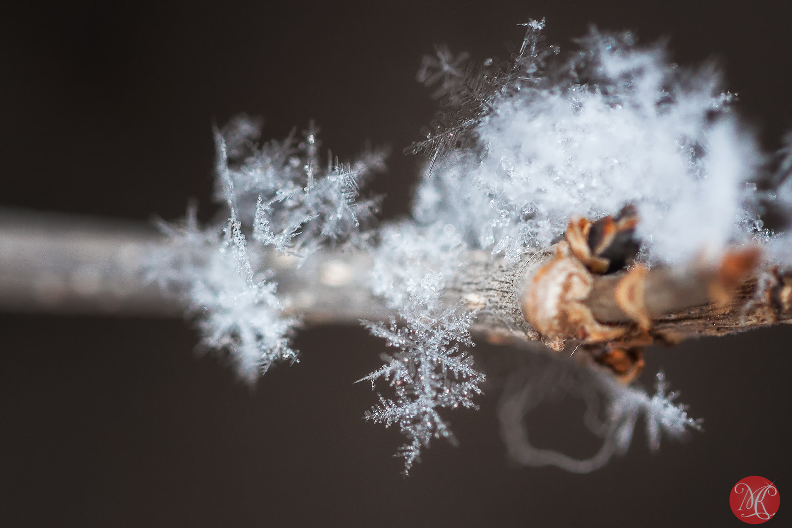 Canon EOS 40D + Canon EF 100mm F2.8L Macro IS USM sample photo. Fresh snow photography