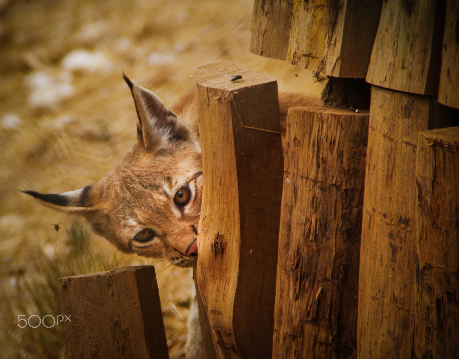 Pentax K-500 sample photo. Lynx pardinus photography